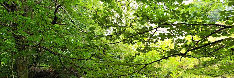 Illustration du prolongement. Les branches des arbres tentent de se rejoindre...