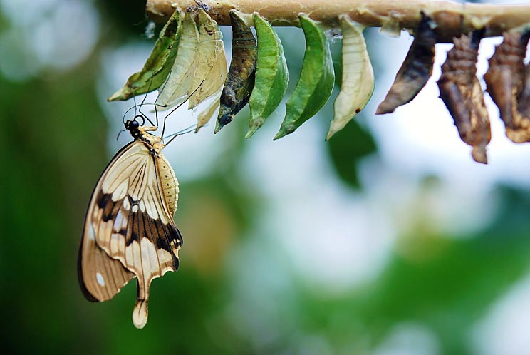 Papillon et chrysalide